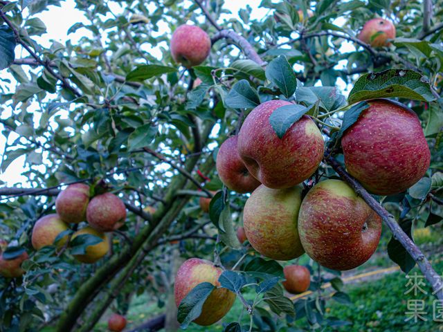 【蘋果中的極品 梨山蜜蘋果 20入裝】獨特香氣脆甜多汁 秋季必嚐的甜蜜滋味
