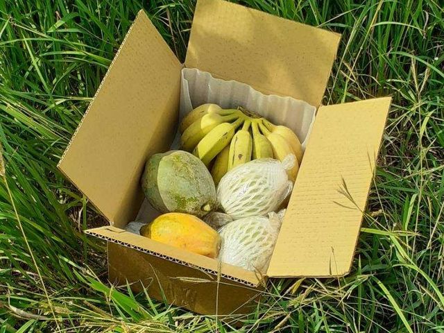 【高雄田寮 自然甜味有機綜合水果箱 6斤裝】芭樂、芭蕉、木瓜 一箱滿足小家庭一週的水果營養