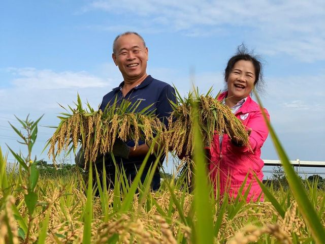 【優質好米 有機芋稻米-白米(600g)】有機農業專區種植 帶有芋香的Q彈芋香米