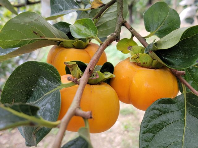 【仙境佳果！梨山日本甜柿12粒裝4.8斤禮盒】高海拔秘境果園的精品甜柿
