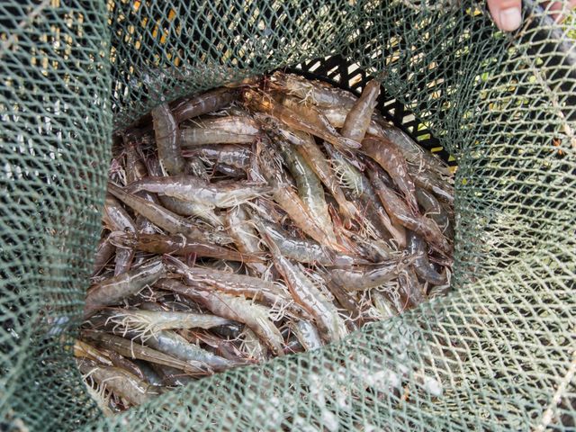 【漁家樂 產銷履歷中白蝦(600g/盒)2入組】生態養殖自然鮮甜 火鍋必備海鮮