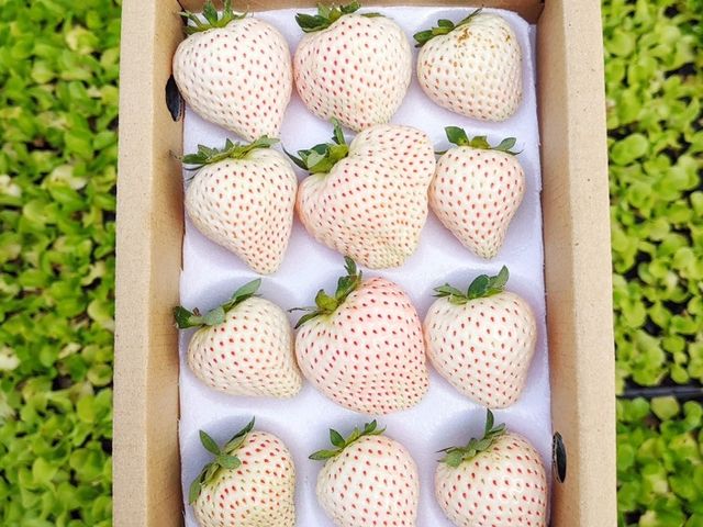 【白富美開賣！友善栽培的雪白草莓箱 (3盒/箱)】甜度高酸度低 稀有白草莓陪您迎新年