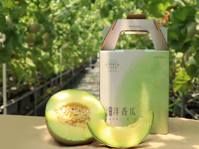 【預購！期間限定 阿露斯洋香瓜單入禮盒(1.5kg/顆)】香甜多汁、最頂級的綠肉哈密瓜