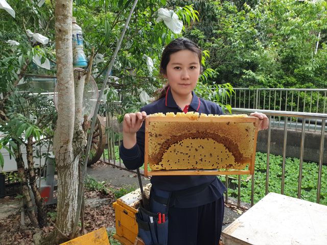 【自然鄉生態蜂園--森林蜂花粉】採自新店翡翠水庫水源保護區山頂