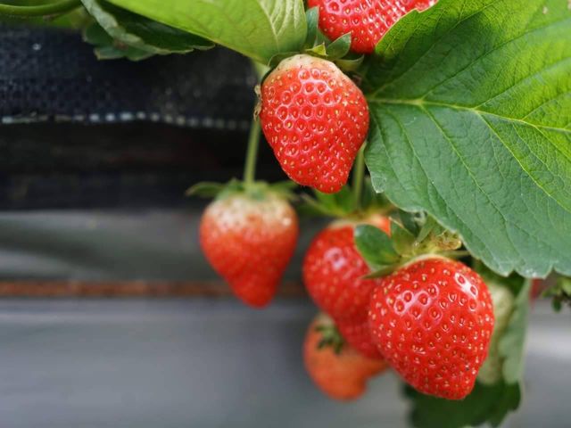 【苗栗銅鑼&大湖 IPM草莓 280gx3盒】維持生態平衡的高品質草莓