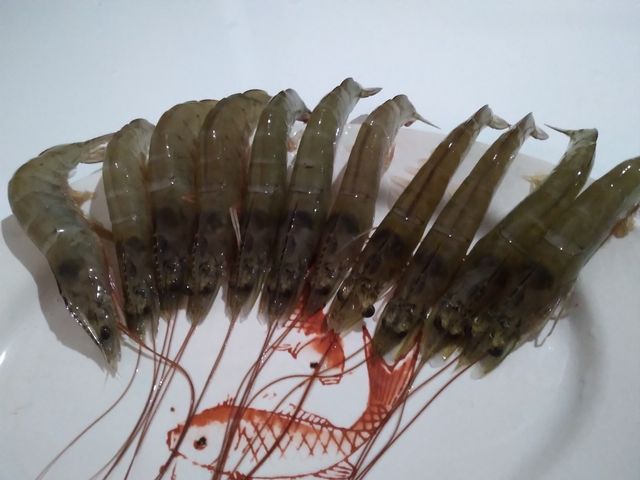 【金新鮮 3A級無毒白蝦250g】無毒功法 吃益生菌長大的健康白蝦