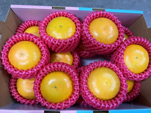 【甜嫩嫰！宜蘭員山 茂谷柑5斤(大果)禮盒裝】橘子汁多果肉細緻 甜度高的柑橘
