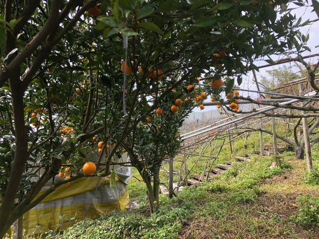 【大雪山上的桶柑 10斤裝】柑橘飽滿果粒甜中帶酸 給您C多多