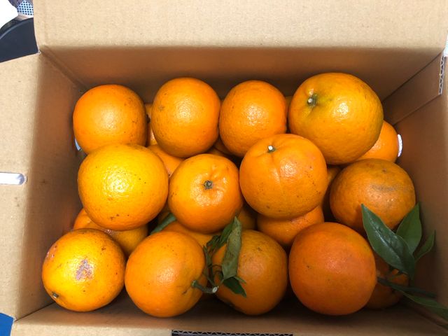 【大雪山上的桶柑 10斤裝】柑橘飽滿果粒甜中帶酸 給您C多多