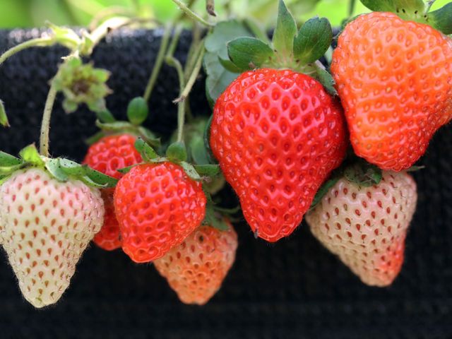【限量 王室紅草莓禮盒650gX2盒】完全無農藥栽種 安心品嚐精品草莓