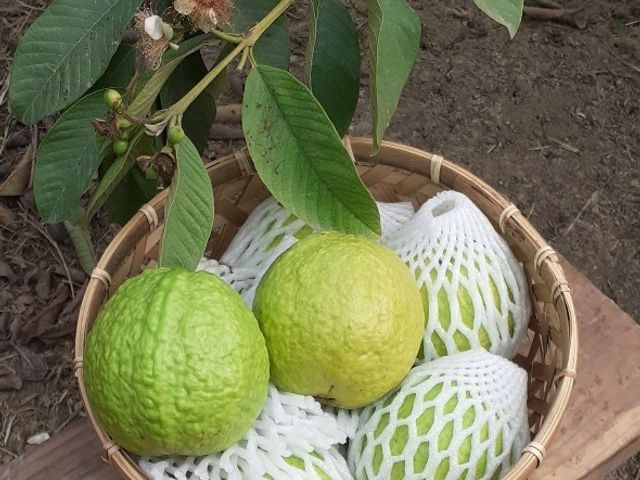 【高雄阿蓮 脆甜的帝王芭樂20斤裝】爽脆超可口 甜中帶酸維他命C多