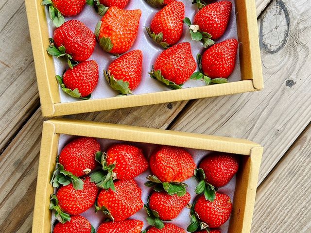 【限量！最經典的滋味 (大果)豐香草莓 330gx3盒】鮮甜多汁香氣濃郁 草生栽培孕育的美味