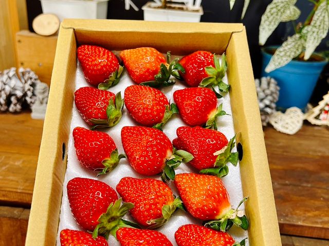 【限量！最經典的滋味 (大果)豐香草莓 330gx3盒】鮮甜多汁香氣濃郁 草生栽培孕育的美味