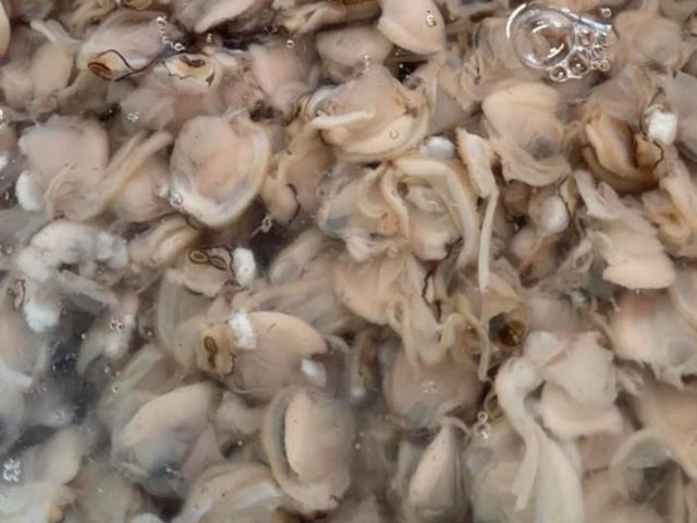 【澎湖海鮮直送 鮮剖蛤蜊肉2盒 (100g/包)】顆顆肥美又鮮甜 自家船隊捕撈就是鮮