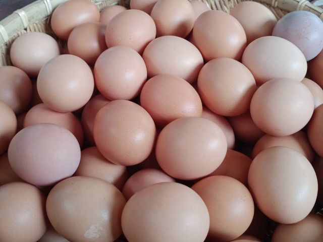 【100%天然放牧雞蛋 x3盒】蛋黃圓潤有彈性 無腥味