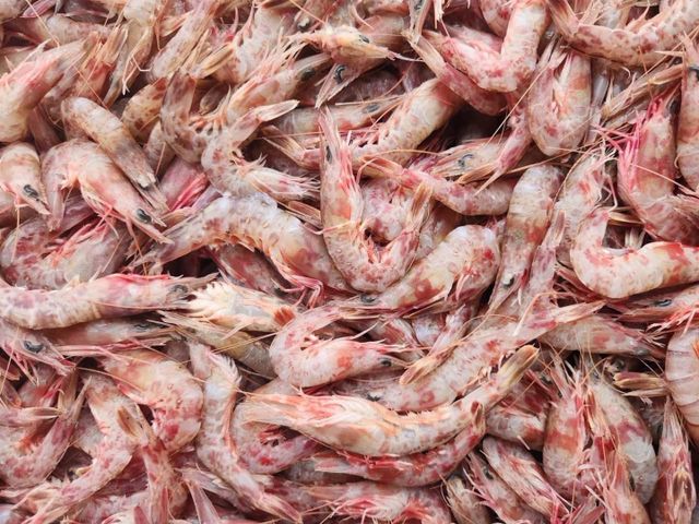 【澎湖海鮮直送 當季火燒蝦1盒 (600g/盒)】濃厚蝦味體小味鮮 自家船隊捕撈就是鮮
