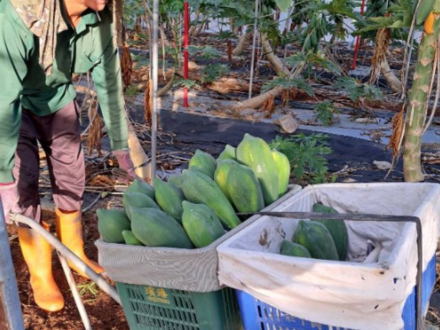 【大武山下的區塊鏈木瓜 12公斤裝】果肉紅嫩甜度高 網室栽培的台農2號