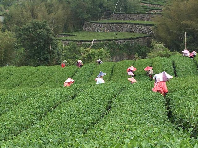【阿里山烏龍 150gx2包 】茶葉無污染 山泉灌溉的甘醇美味