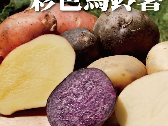 【台灣本土種植 彩色馬鈴薯 4斤裝】口感酥軟香甜綿密 無添加抑芽劑