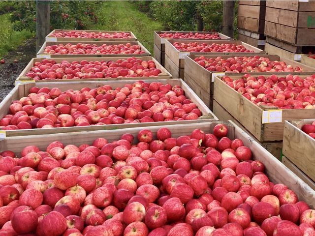 【紐西蘭Fuji富士蘋果原裝箱18kg(70顆)】甜度高酸度低 來自著名的陽光產區