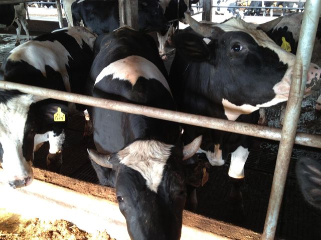 【芸彰牧場 紐約客牛排 150g/包】在地養殖吃蔬果聽音樂長大的優質國產牛