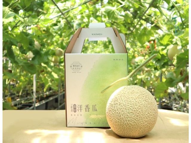【預購！期間限定 阿露斯洋香瓜單入禮盒(2.1kg/顆)】香甜多汁、最頂級的綠肉哈密瓜