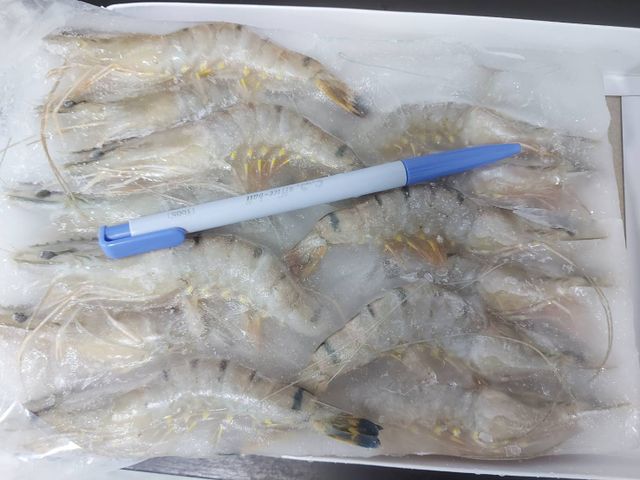 【含運！南洋進口鮮凍草蝦x2盒(14尾/260g/盒)】蝦子肉質Q彈鮮嫩 大小剛剛好
