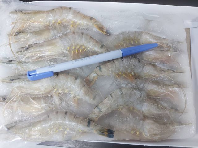 【含運！南洋進口鮮凍草蝦x2盒(14尾/260g/盒)】蝦子肉質Q彈鮮嫩 大小剛剛好