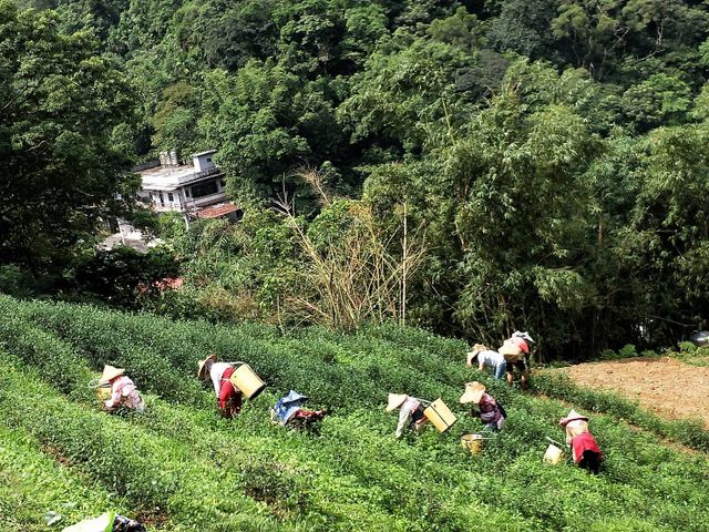 【頭等獎茶廠！獨立茶包2盒禮盒(3gx6包/盒)】有機蜜香紅茶、有機包種茶任選2、blockchain茶葉