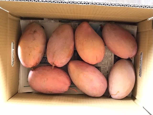 【產季限量！月世界的大內玉文芒果 20斤裝】白堊土孕育而成的頂級芒果