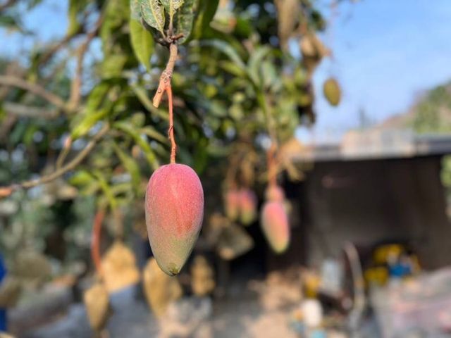 【產季限量！月世界的大內玉文芒果 20斤裝】白堊土孕育而成的頂級芒果