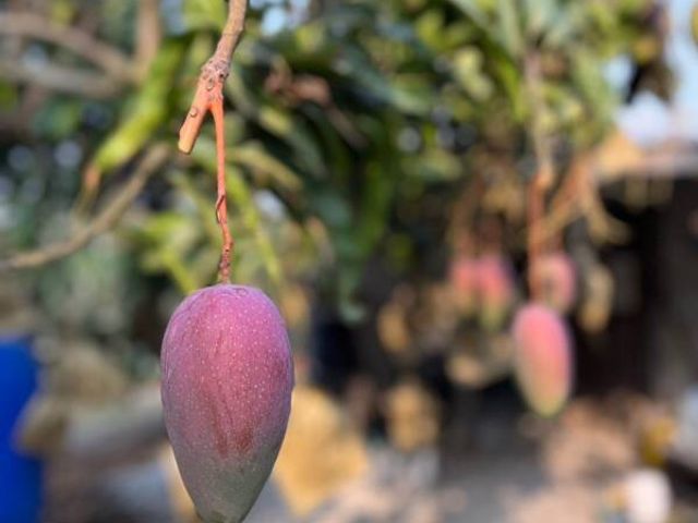 【產季限量！月世界的大內玉文芒果 20斤裝】白堊土孕育而成的頂級芒果