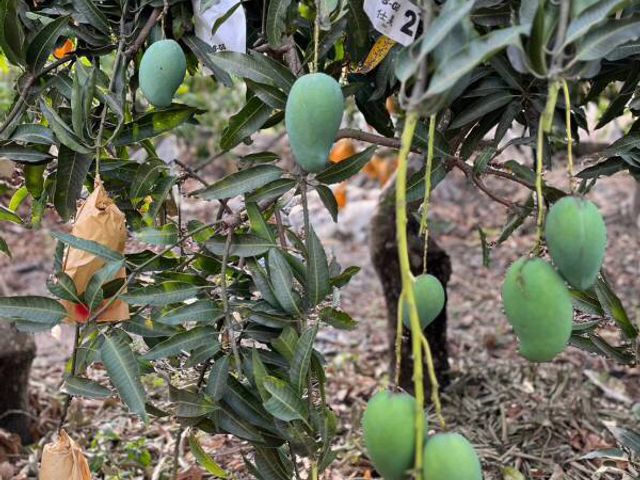 【香港寄送！月世界的大內黑香芒果 10斤裝】白堊土孕育而成的頂級芒果