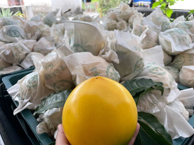 【超特惠！潘爸的珍稀寶物黃金果9斤裝(特大果)】果凍般Q彈美味 水果界的美容水果