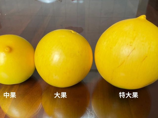 【超特惠！潘爸的珍稀寶物黃金果9斤裝(中果)】果凍般Q彈美味 水果界的美容水果