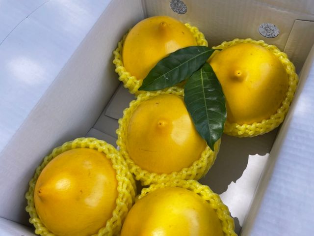 【超特惠！潘爸的珍稀寶物黃金果4.5斤裝(特大果)】果凍般Q彈美味 水果界的美容水果