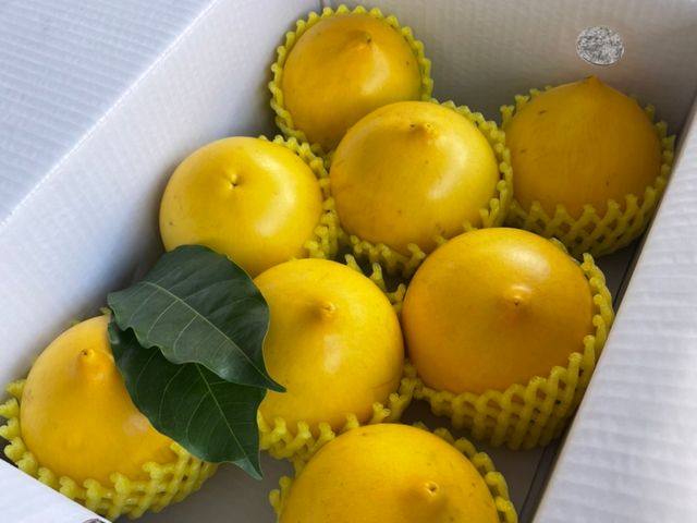 【超特惠！潘爸的珍稀寶物黃金果4.5斤裝(中果)】果凍般Q彈美味 水果界的美容水果