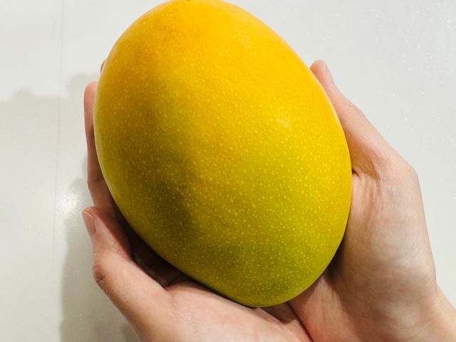 【月世界的大內 凱特芒果 20斤裝】白堊土孕育而成的頂級芒果
