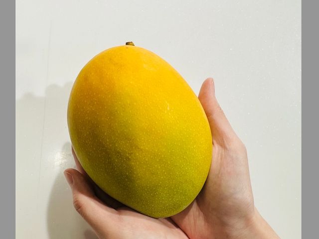 【月世界的大內 凱特芒果 10斤裝】白堊土孕育而成的頂級芒果