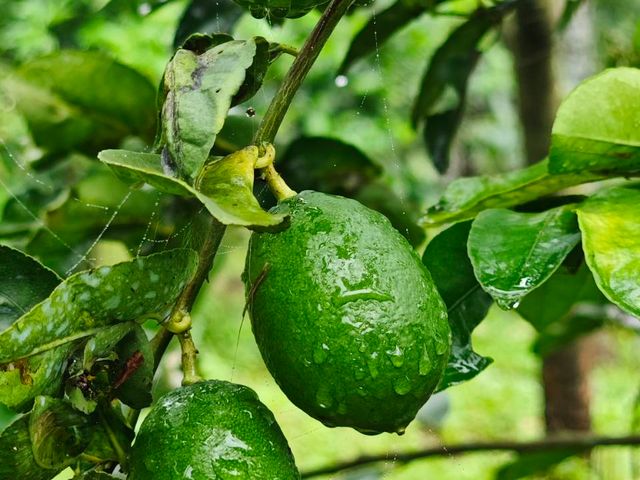 【山坡上的有機無籽檸檬 5斤裝】水分飽滿 香氣十足