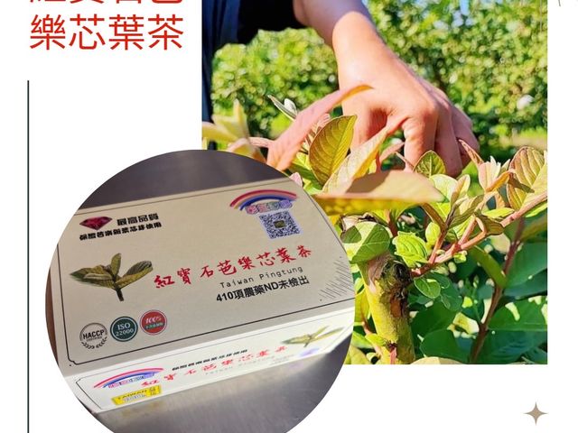 【屏東竹田 紅寶石芭樂芯葉茶 一盒(12包)】100%天然無添加 台灣在地耕作