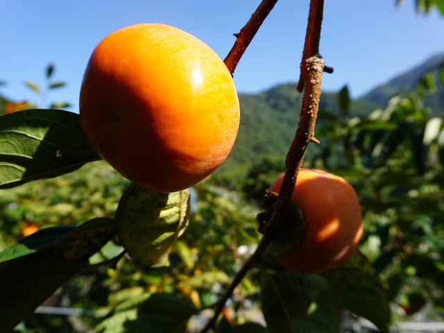 【甜美出貨中！蘿拉的大雪山甜柿6粒裝(7A)】口感脆甜多汁 超人氣柿子！
