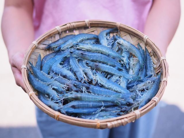 【台灣養殖--碧玉沙蝦仁1包 (100g)】沙蝦專養極為稀少 循環淨化海水養殖