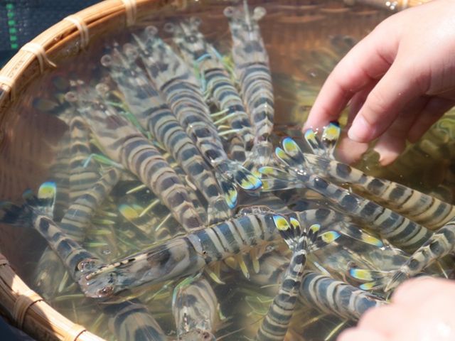 【台灣養殖--斑彩車海老-斑節蝦1包 (M/150g)】全國首張產銷履歷斑節蝦