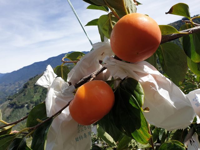 【限量！富有日本甜柿 特大顆11Ax20入裝(大箱)】果肉厚實細緻多汁 梨山秘境孕育出的香甜柿子