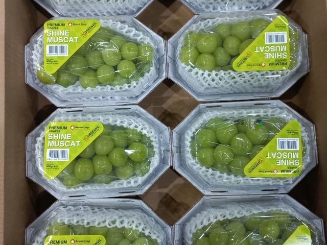 【挑戰超低價！韓國麝香葡萄原裝箱4.8kg(8盒)】翠綠色澤 如同寶石般珍貴