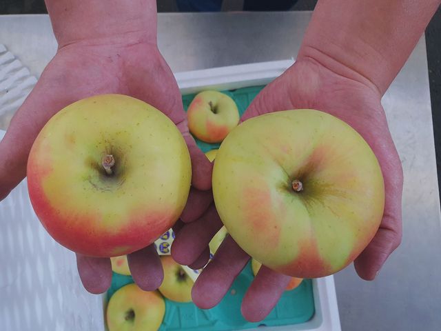 【日本青森 - 名月蘋果8入盒裝】萬中首選的蜜蘋果，免運優惠中