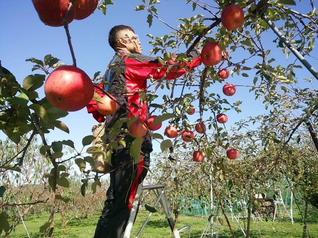 【春節限定--蘋安萄氣禮盒A款(蘋果4入+葡萄單串)】正一級無套袋富士與卓蘭巨峰雙重禮