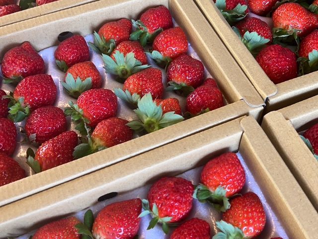 【嚴選綜合品種 紅草莓 280gx3盒】鮮甜多汁香氣濃郁 草生栽培孕育的美味