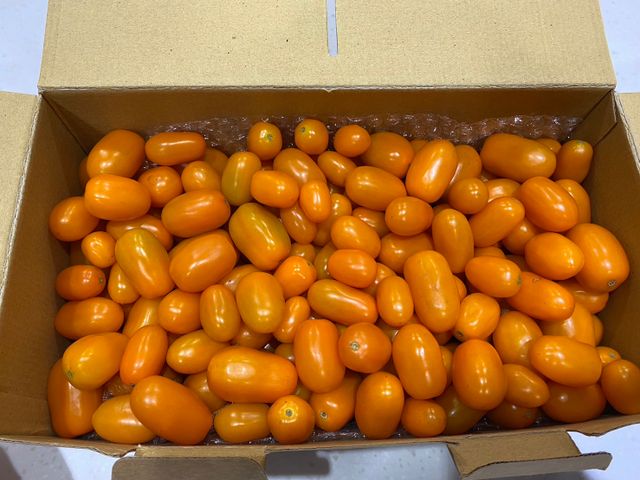 【酸甘甜的滋味！台南有機番茄任你選 5斤裝】顆顆飽滿多汁 橙蜜香小番茄與牛番茄任你搭